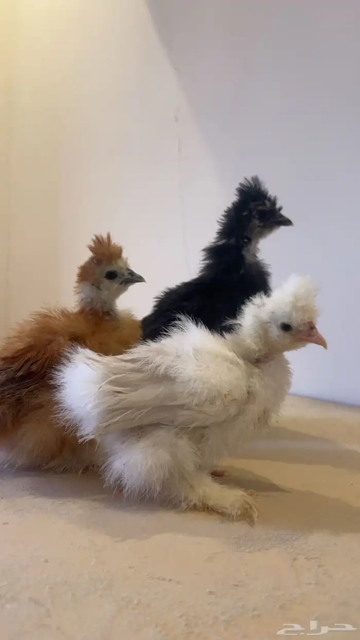 فروخ قطني مشكل ( ابيض - زعفراني - اسود ) ملكي 0