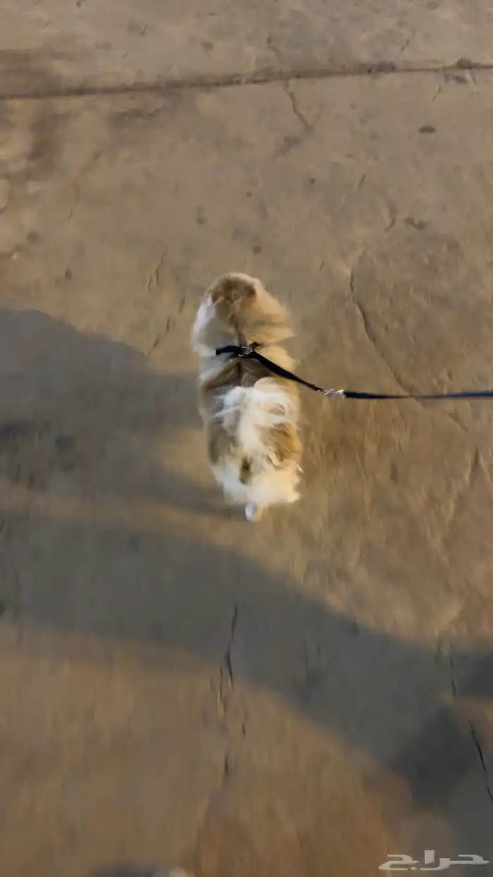 كلب برومنيم 0