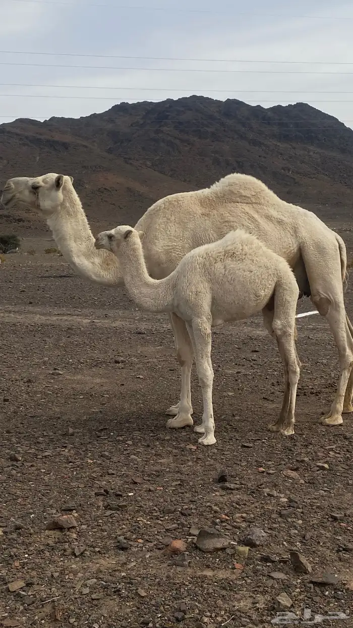 خلفه وضحى كفو 0