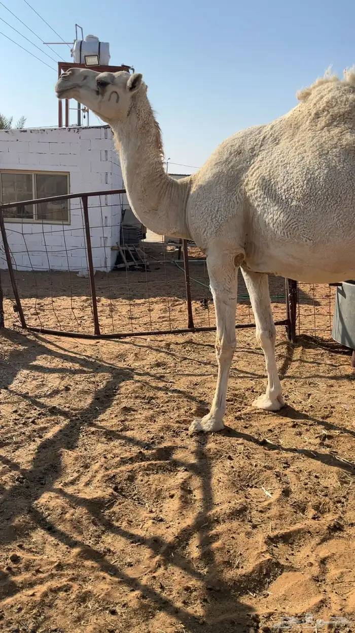 لقحه وضحه موطي 0