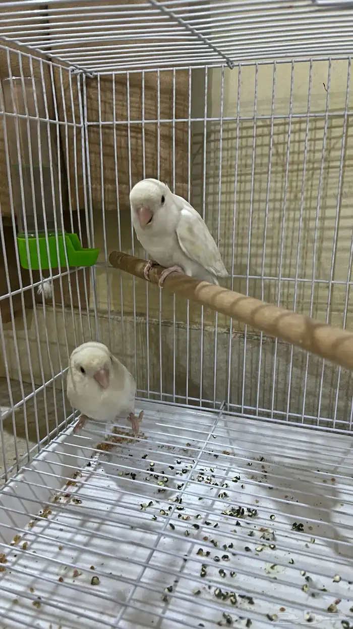 جوز روز البينو جاهز للانتاج 1