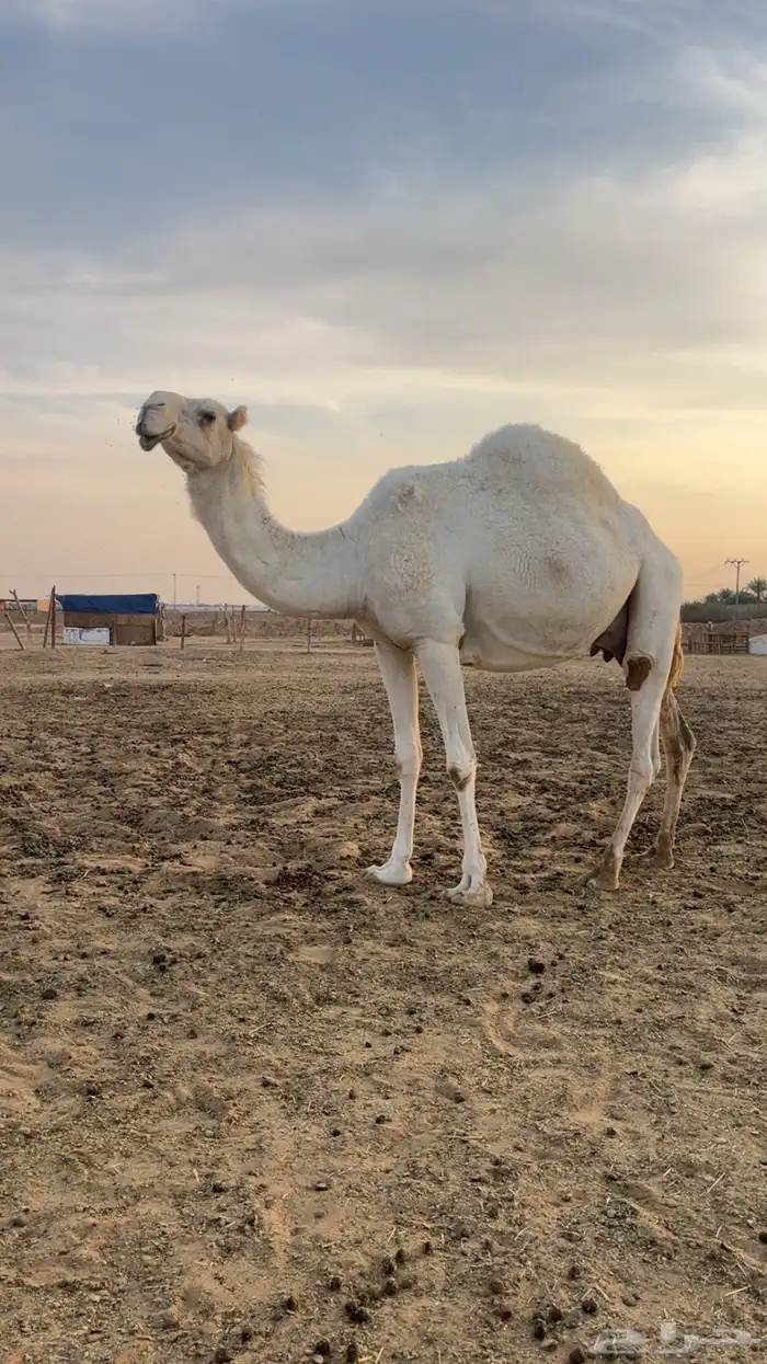 خلفه وضحى كفو 0