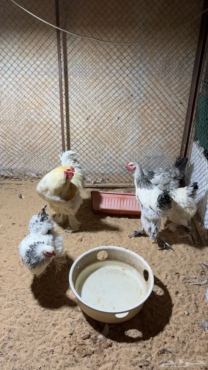 دجاج براهما 0