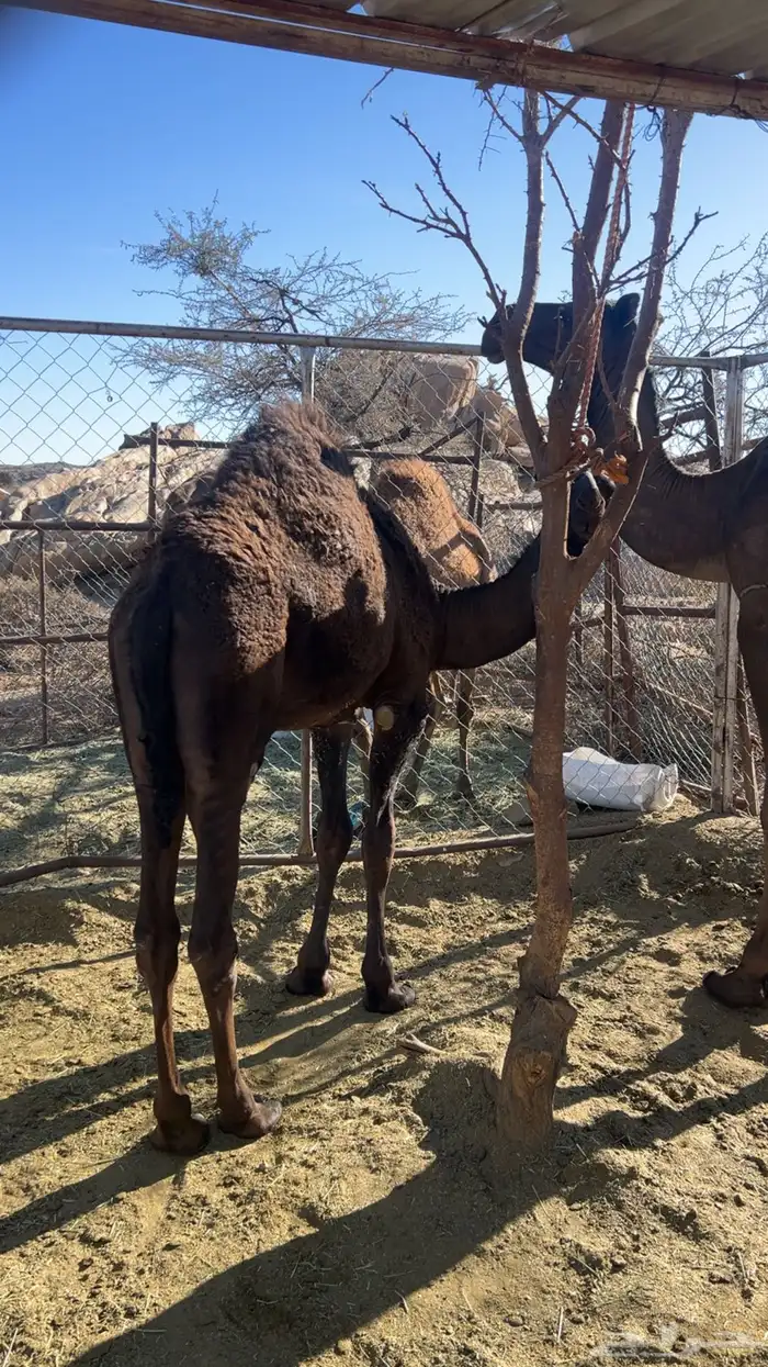 قعود للبيع 0