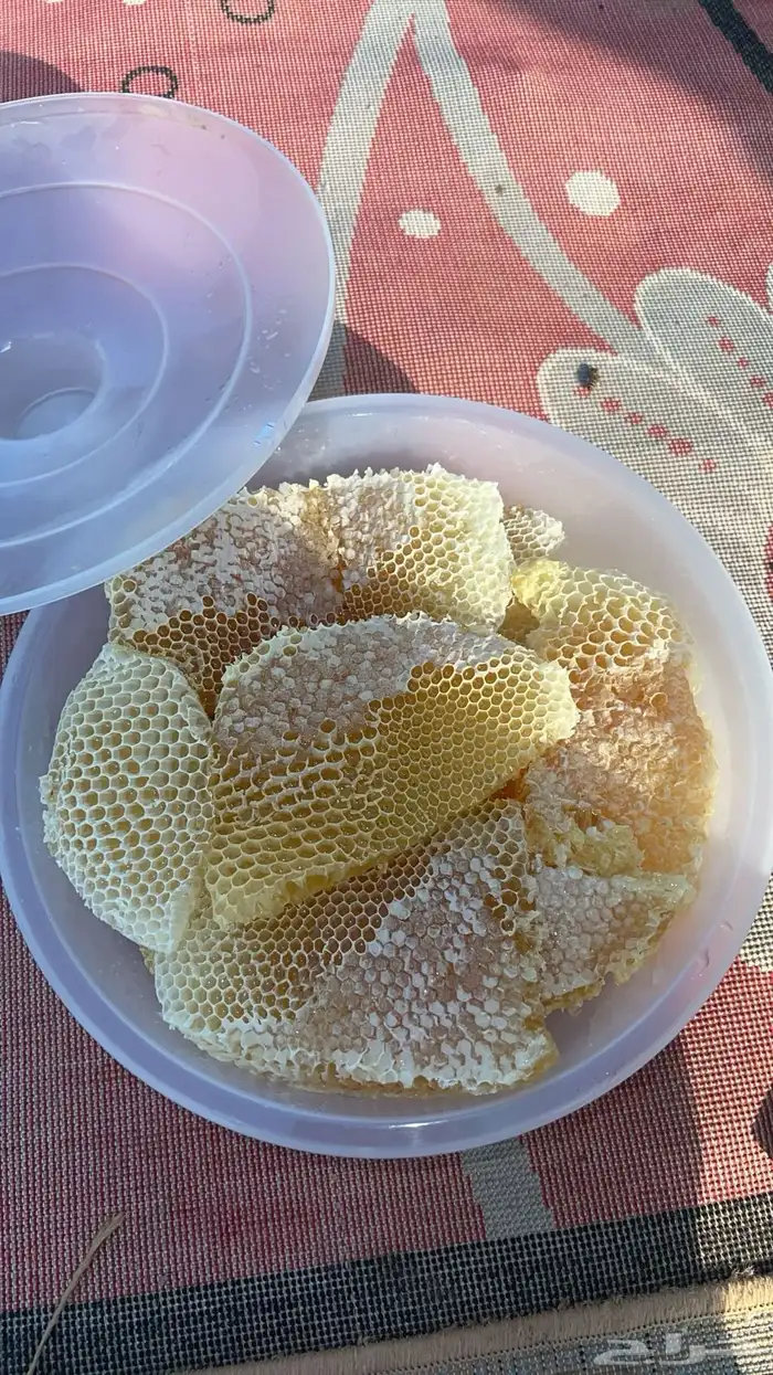 32 عود للبيع معى الطاولة و انتاج العسل واضح في الصورة 1