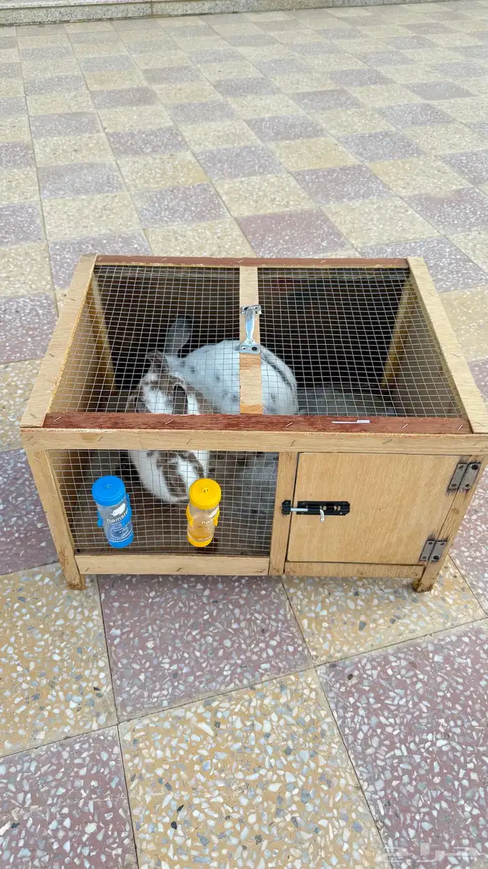 أرانب ايطالي للبيع 3