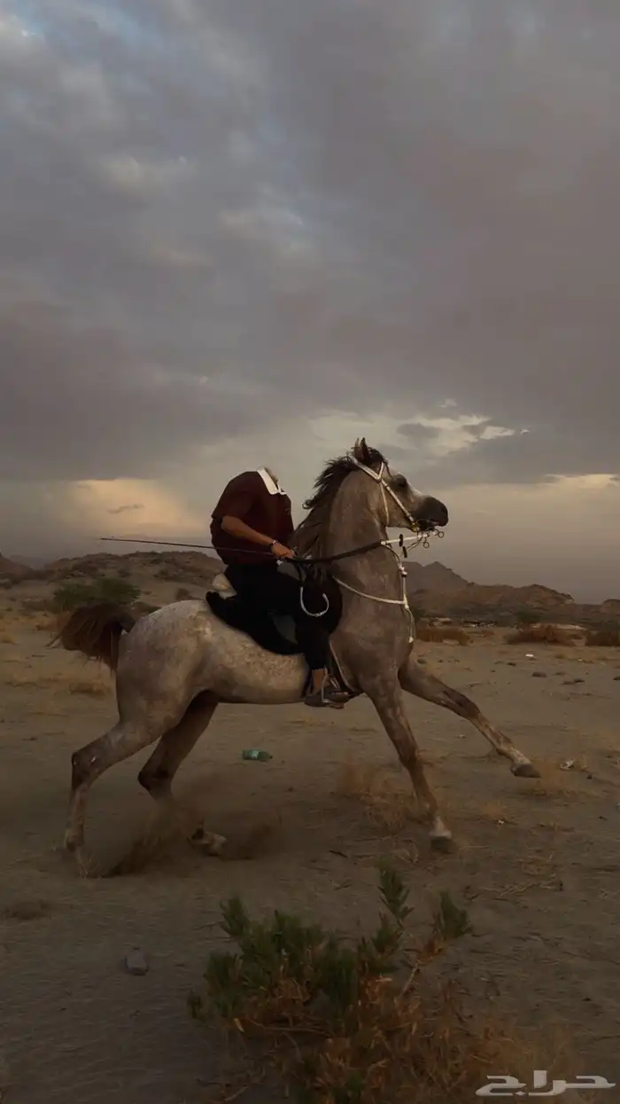 حصان سوبر بورق 2