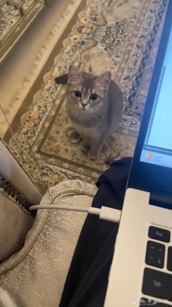 قط ذكر هجين سكوتش و شيرازي للبيع 3