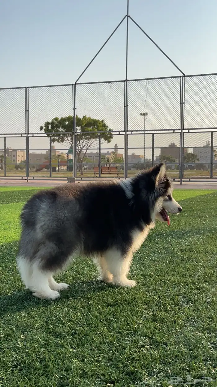 كلب هاسكي مالموت مطعم معا جواز سفر 5