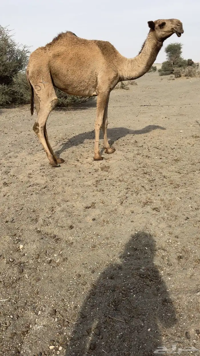 للبيع بكره دبيانيه كفو مفورده تدخل 2