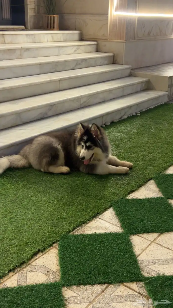 كلب هاسكي مالموت مطعم معا جواز سفر 1