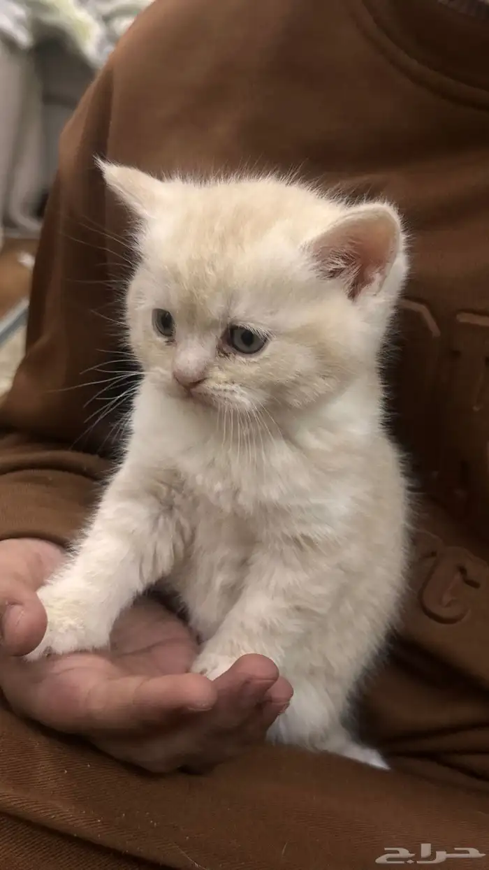 قطط صغيره سكوتش 0