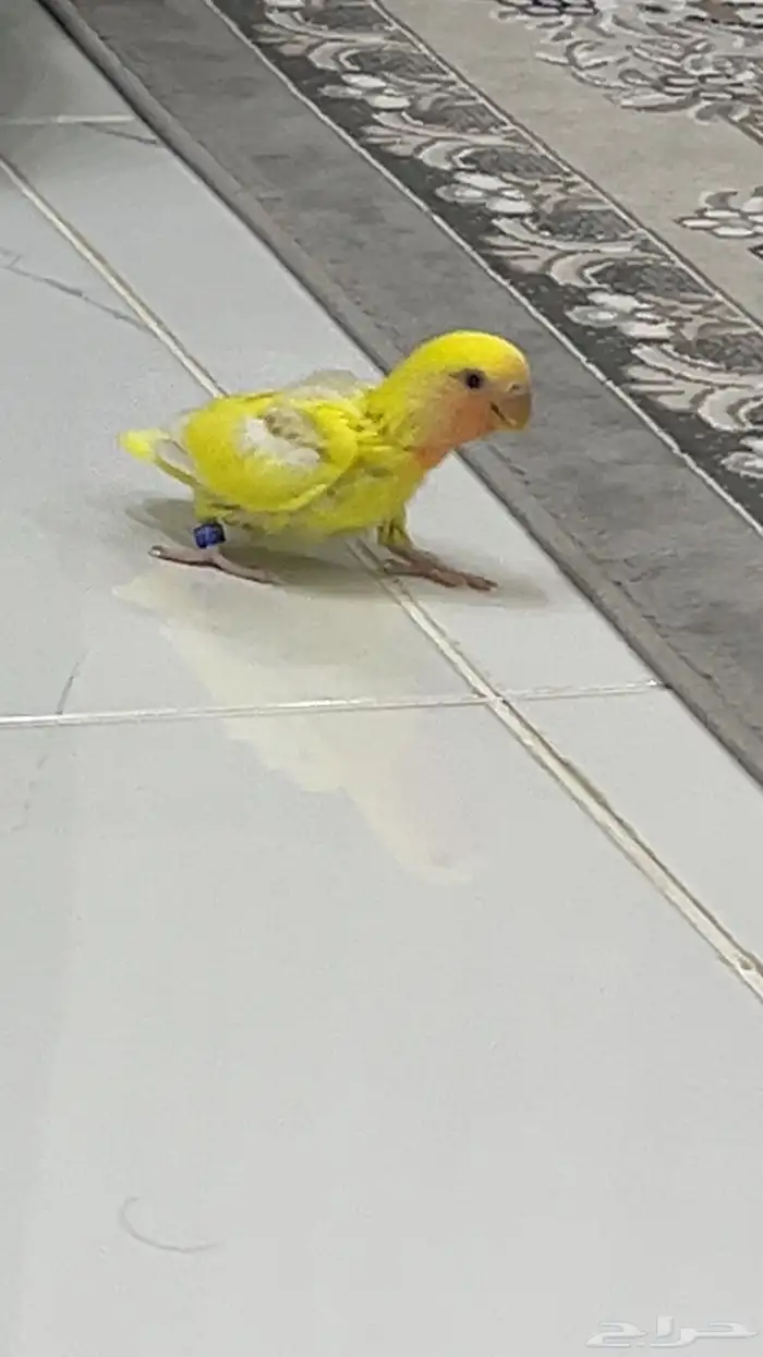 فرخ روز لاتينو شامل ملحقاته 1