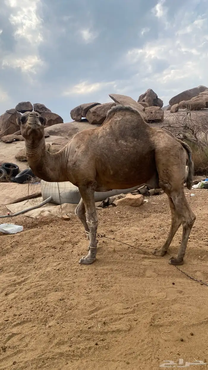 بعير حمر للبيع 2