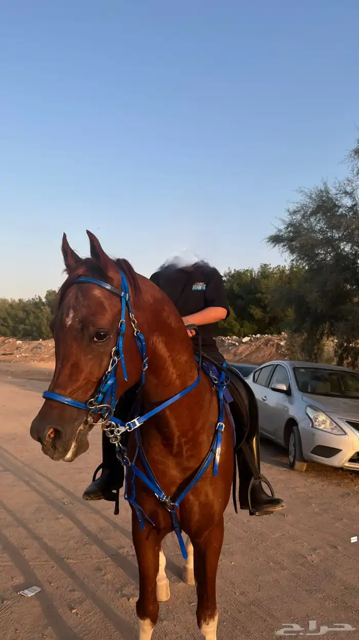 حصان واهو بطل 4