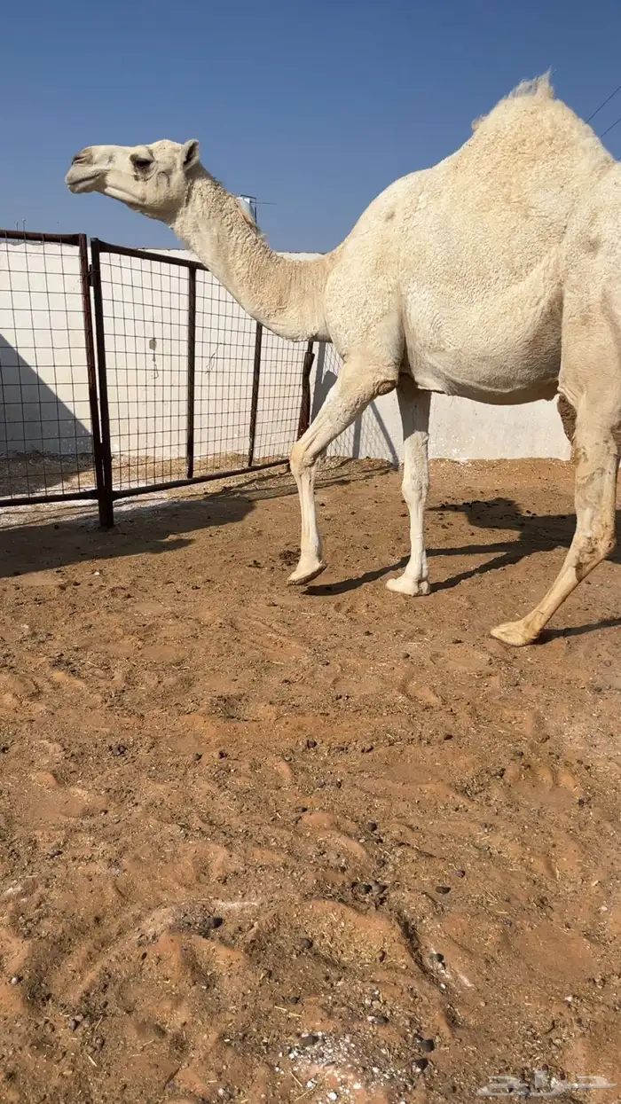 لقحه وضحه موطي 2