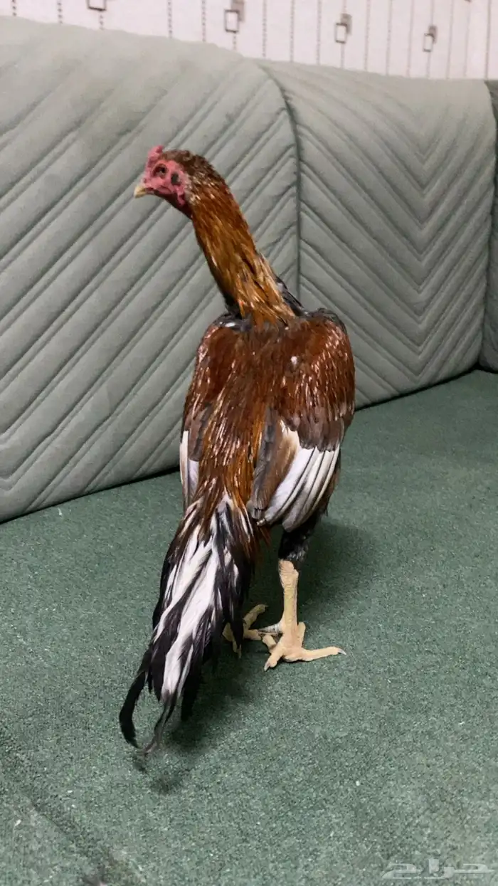 ديك باكستاني سندي سلالة غبشان للبيع 0