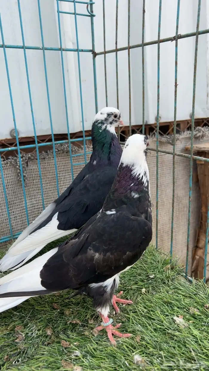 حمام قطيفي 3