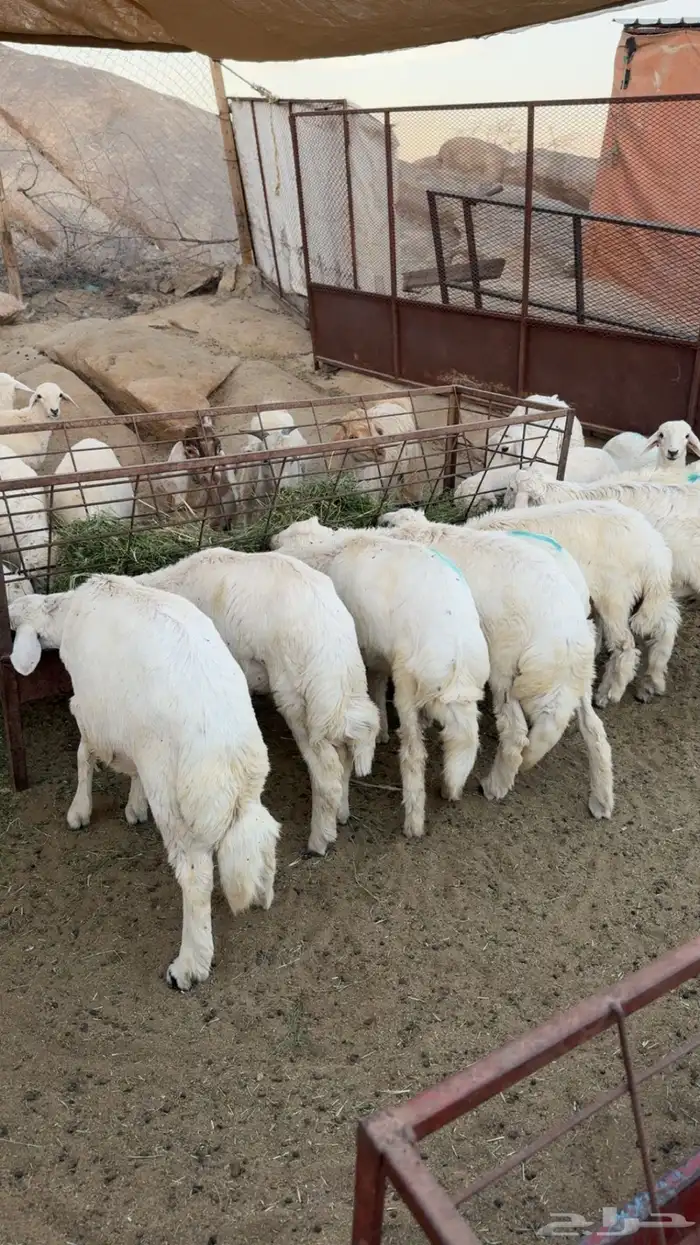 خرفان ورخال ذبايح 0