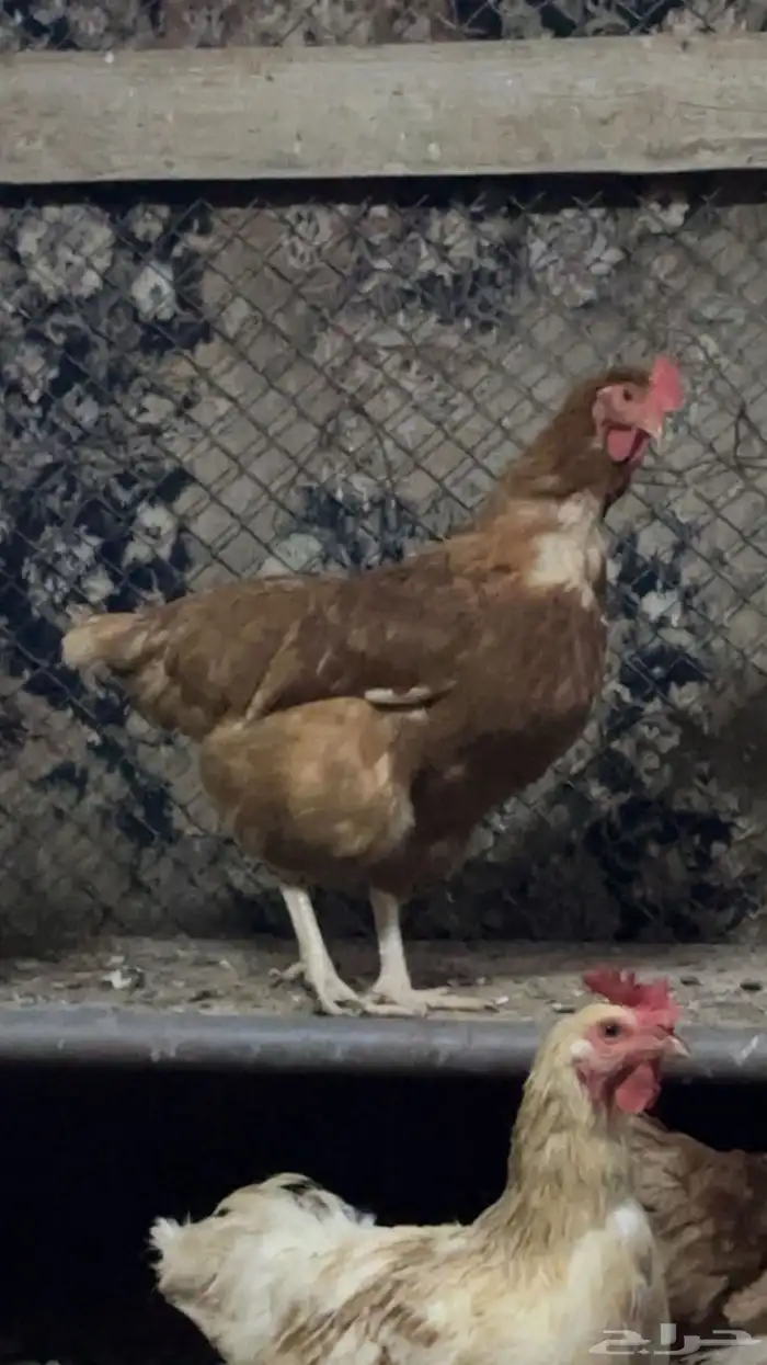 لوهمان براون اصل 0