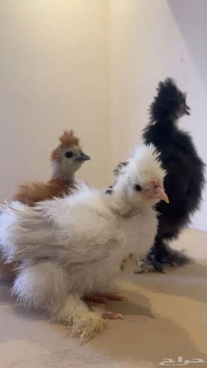 فروخ قطني مشكل ( ابيض - زعفراني - اسود ) ملكي 1