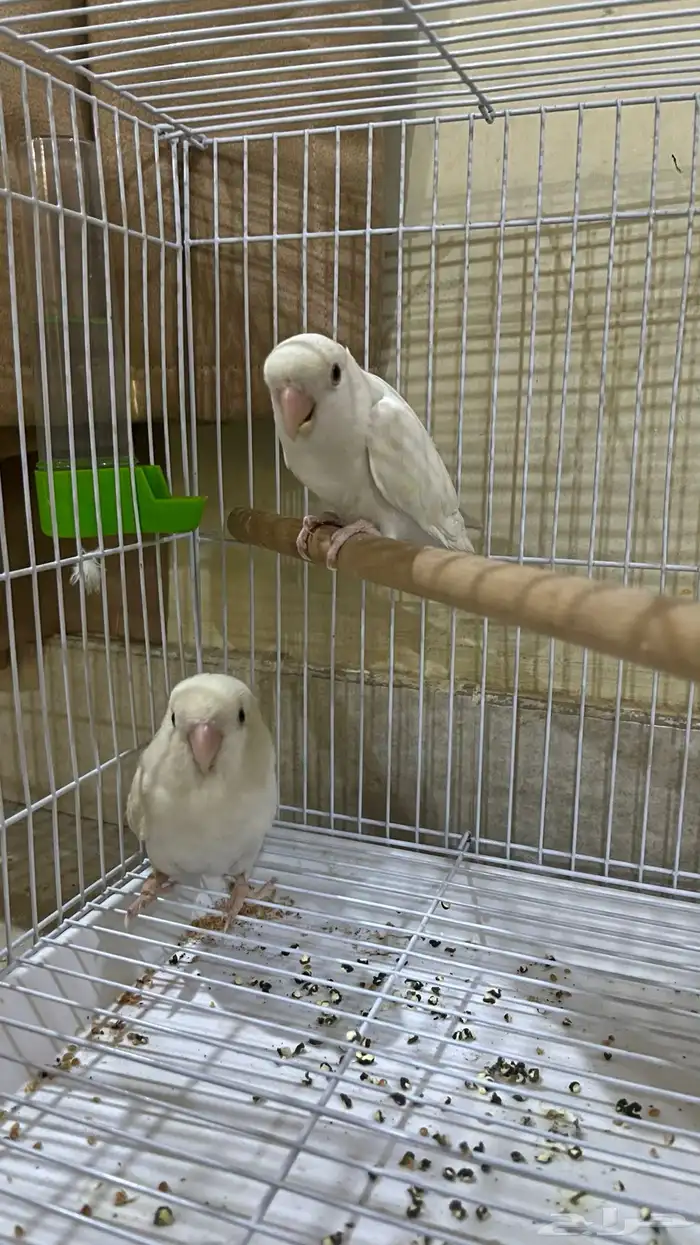 جوز روز البينو جاهز للانتاج 0