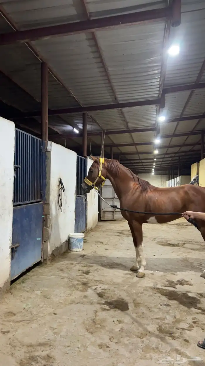 حصان واهو بطل 6