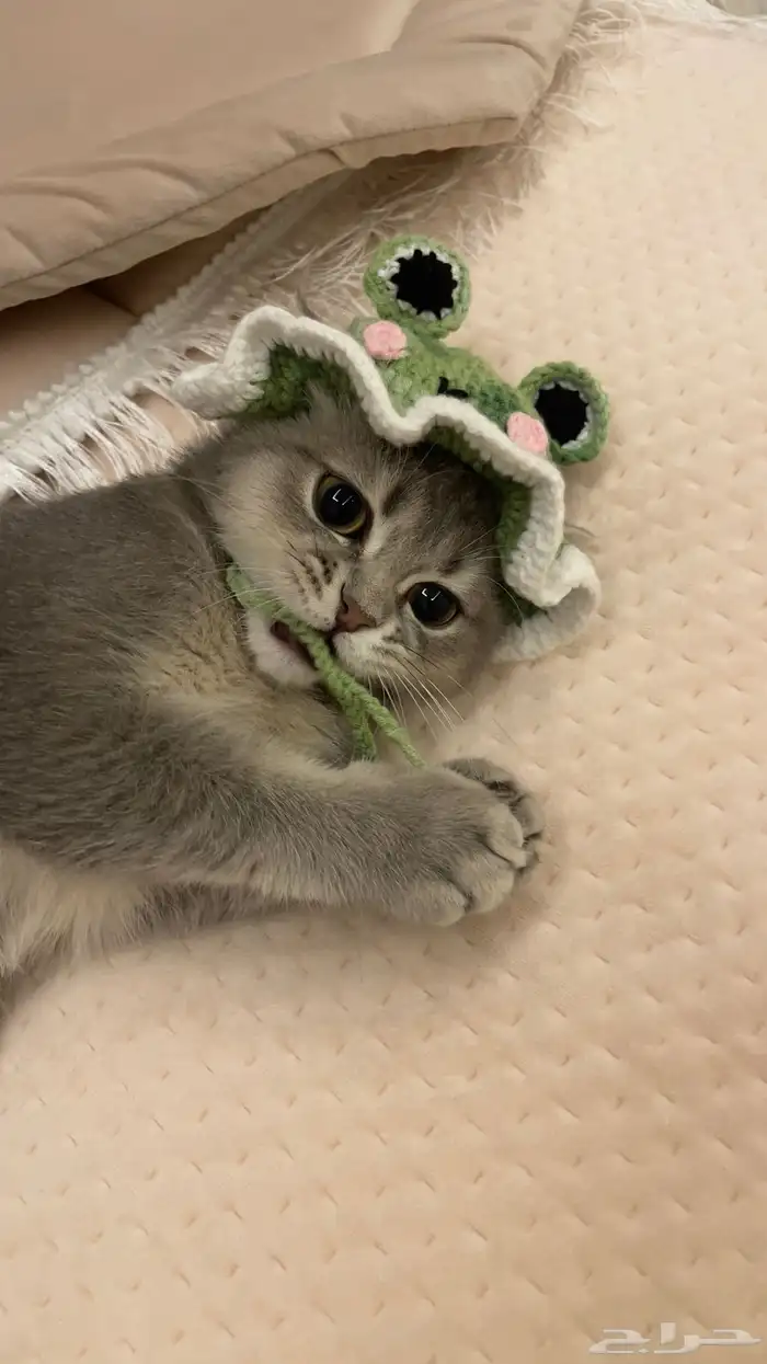 قط ذكر هجين سكوتش و شيرازي للبيع 5