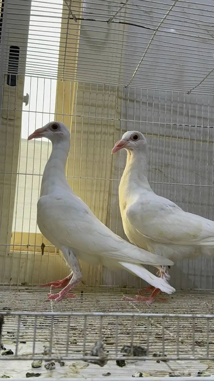 طبات كارير ابيض 5