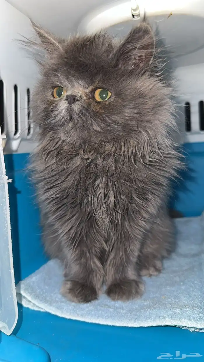 قطة كتن للتبني 0