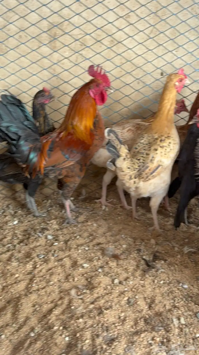 دجاج بياض بلدي اصيل 18