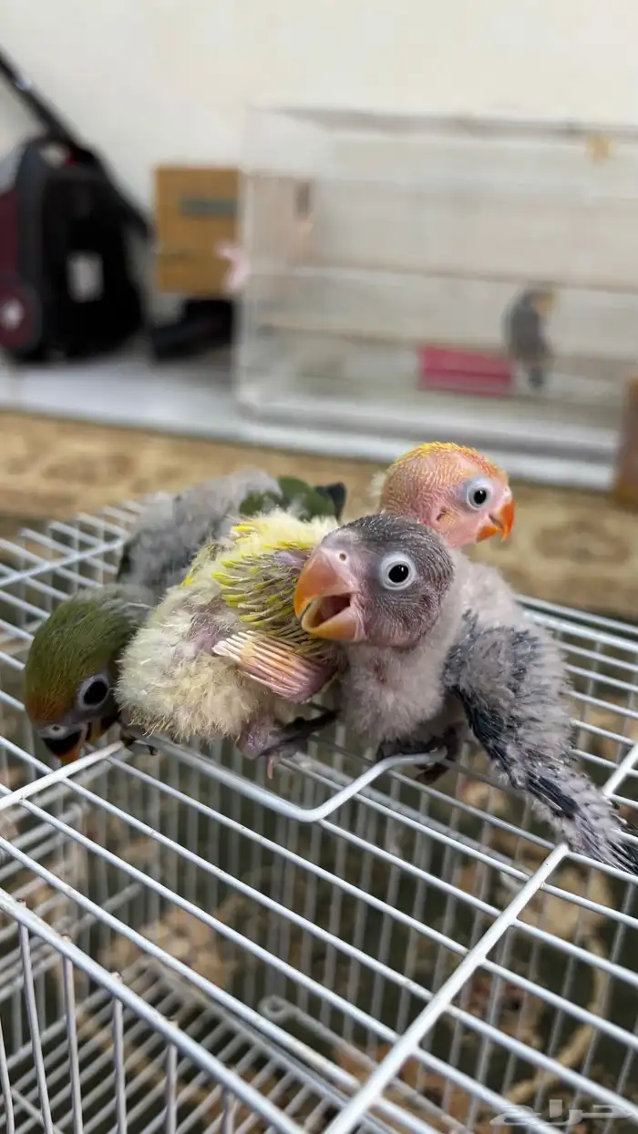 للبيع فروخ شرط صحه ونظافه 0