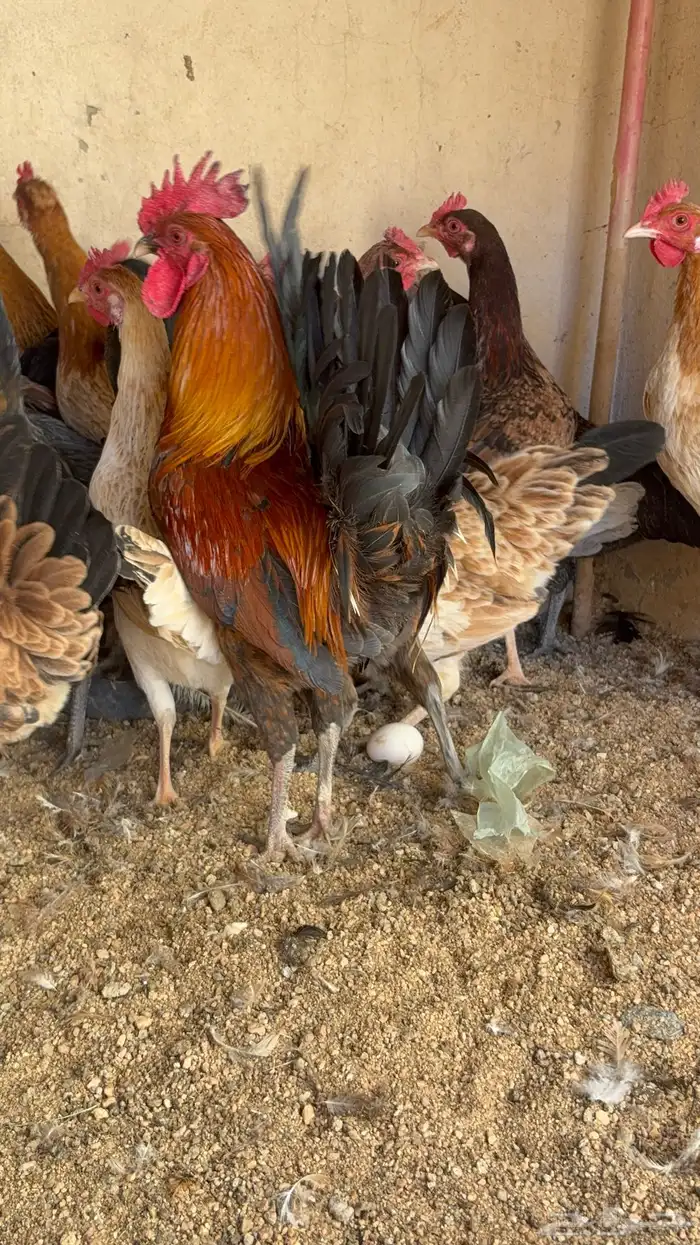 دجاج بياض بلدي اصيل 20