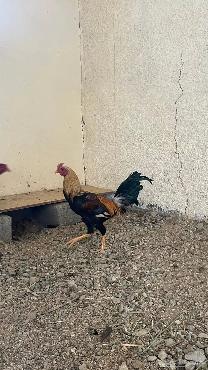 دجاج ديكه بكستاني 1