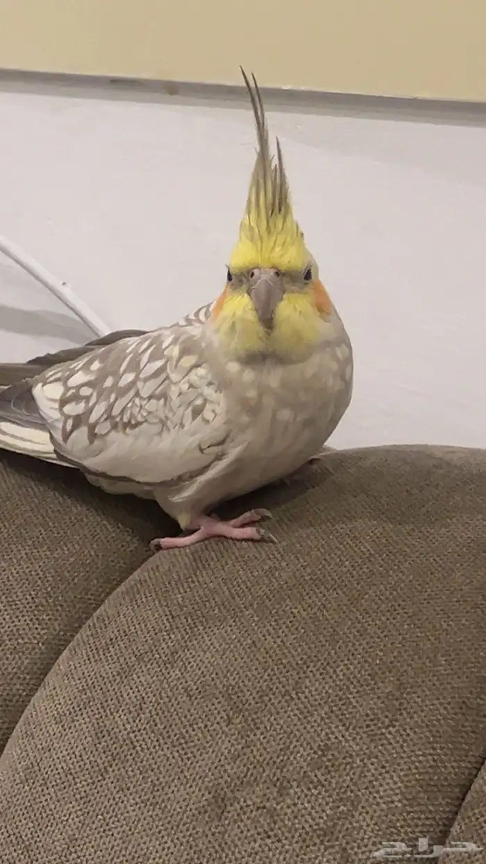 عصفور كروان انثى للبيع 1