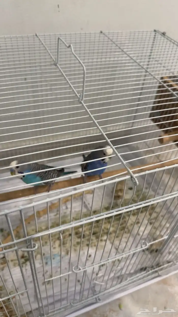 زوج بادجي منتج 1