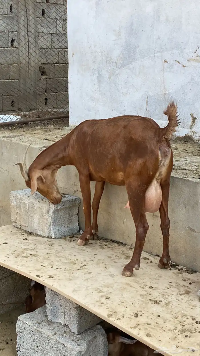ماعز غنم مراح 8