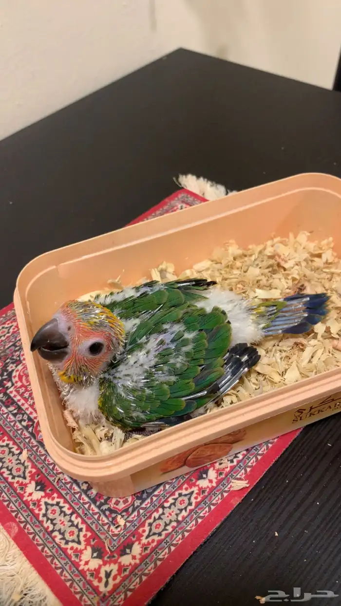 فرخ صن كنيور شمسي سوبر جامبو (فاخر جد ا) 5