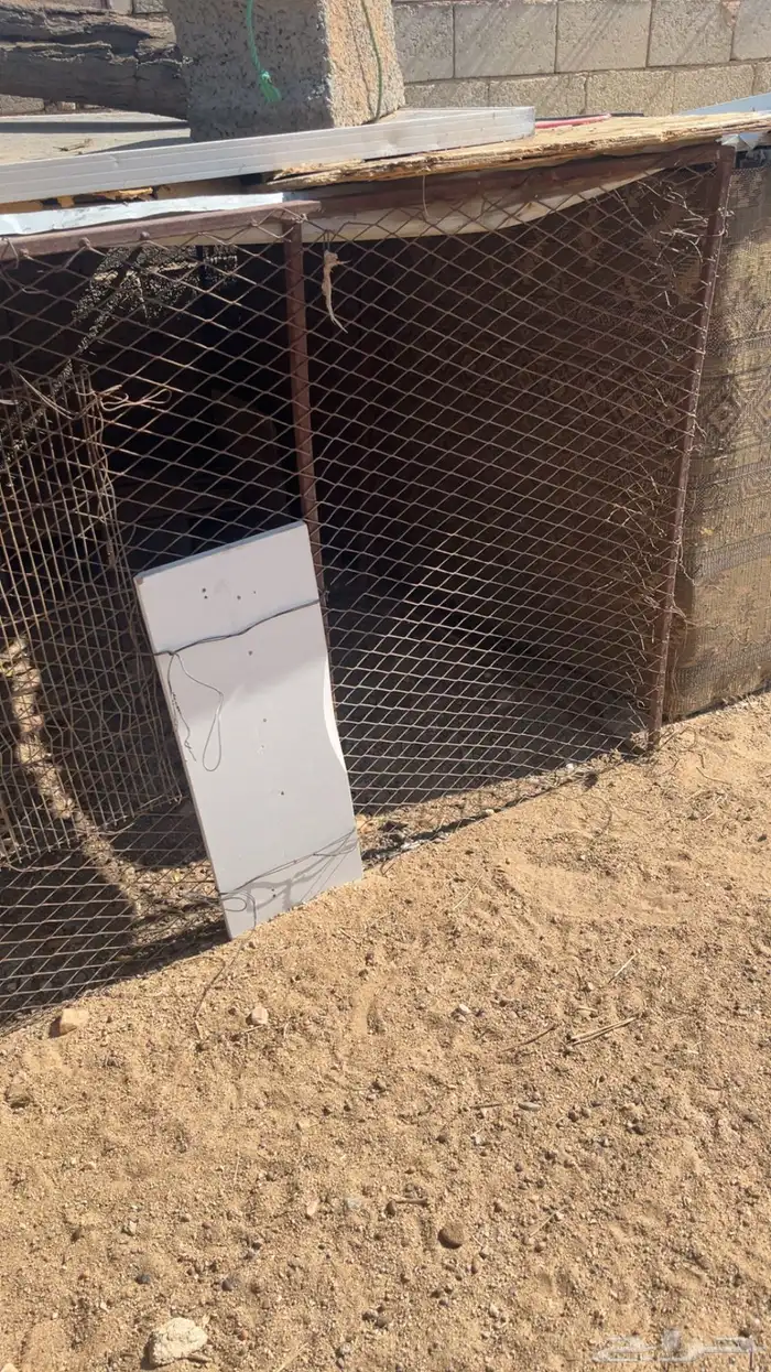 شبوك طيور للبيع 2