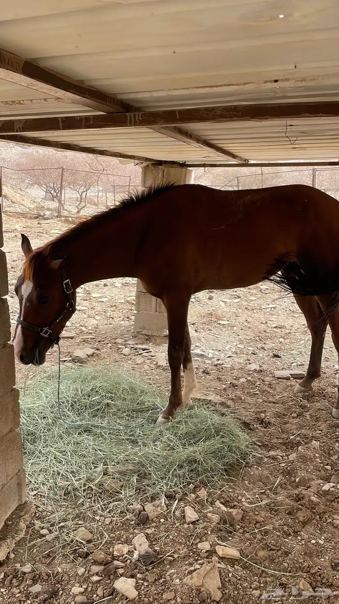 حصان شعبي للبيع 0