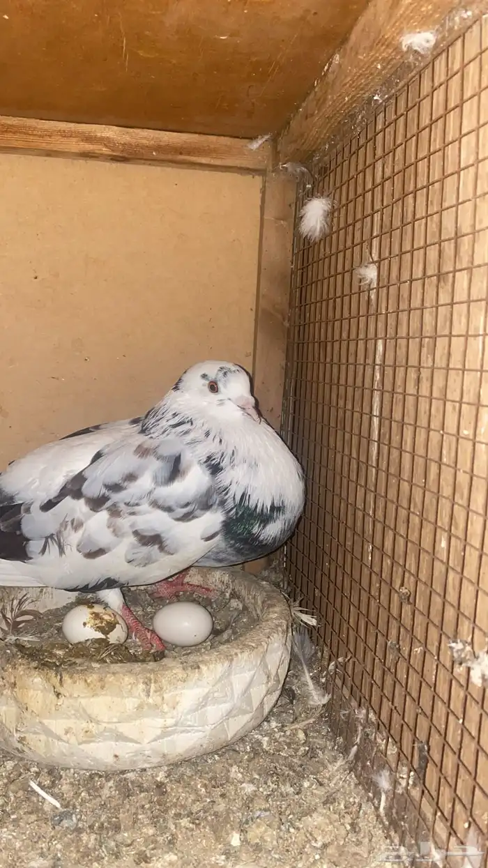 نفاخ اسباني 0