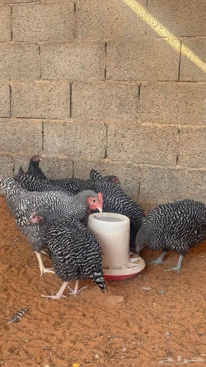 اطقم دجاج امروك 2