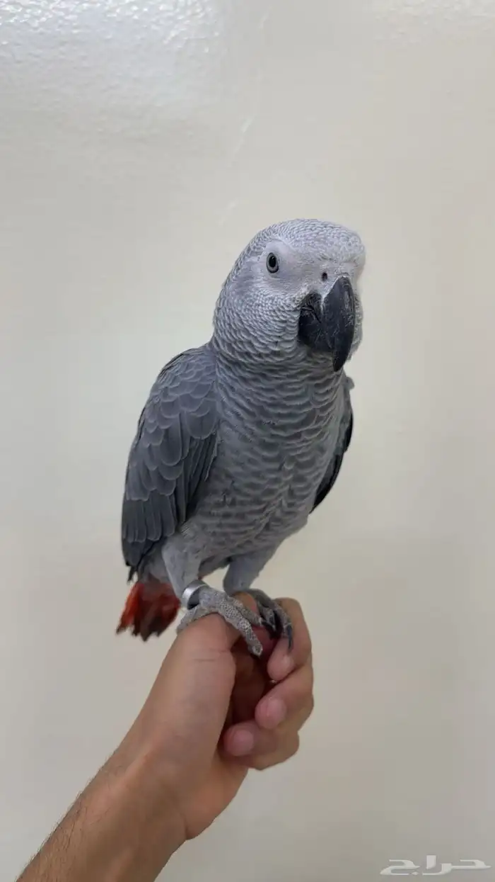 كاسكو اليف 0