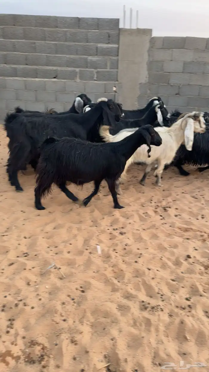 معزا دفيع مقاريب 0