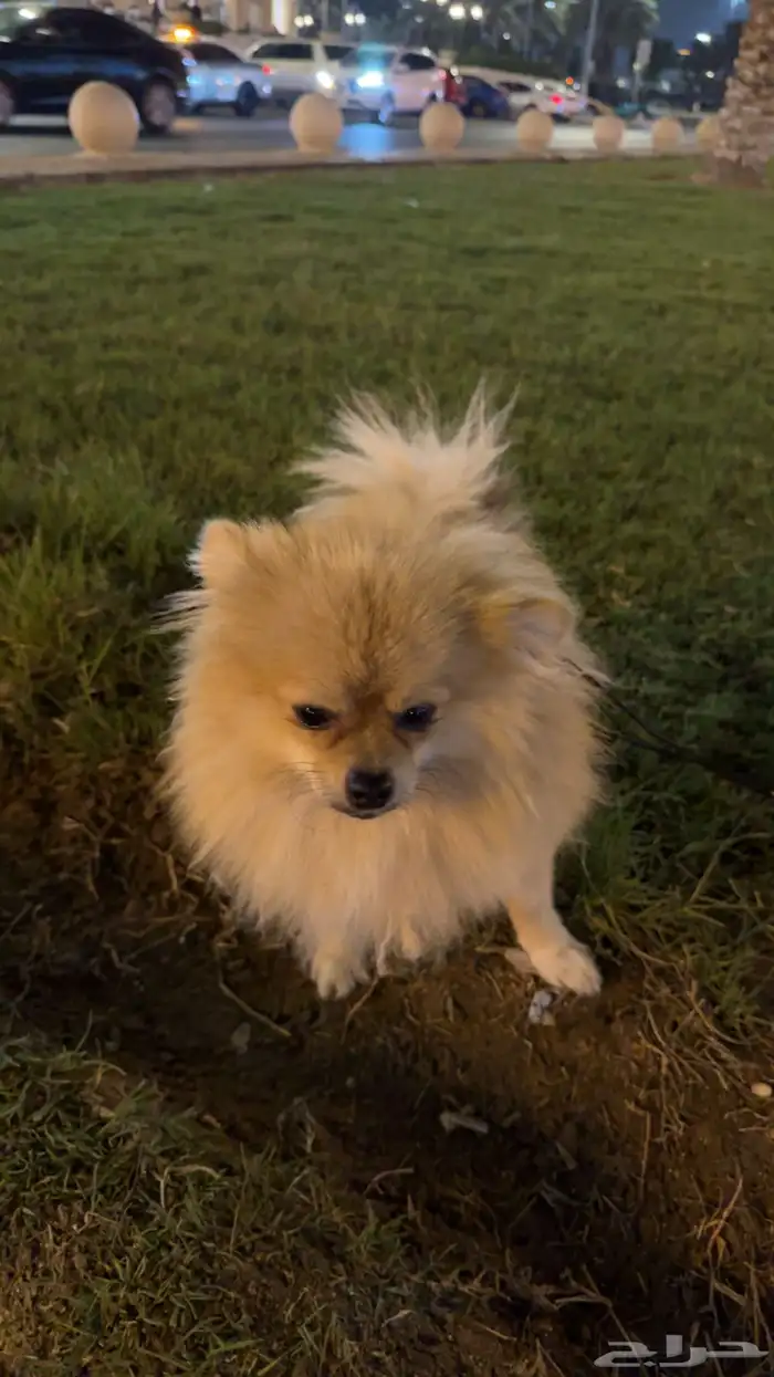 كلب برومنيم 1