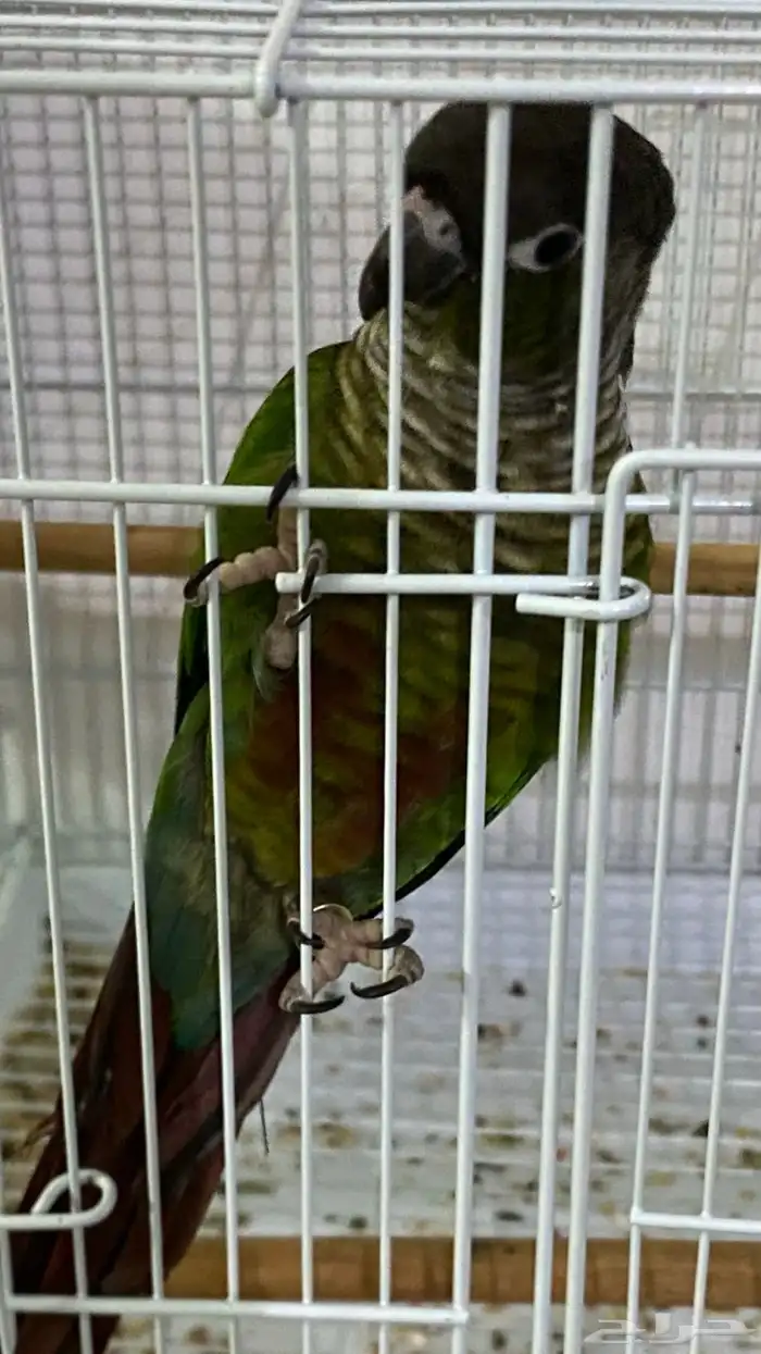 بغبغاء   ببغاء   للبيع 1