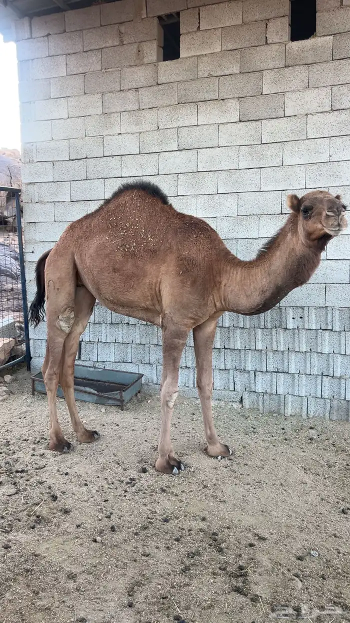 للبيع بكرة لقيه ابوها كفو ومعروف 0