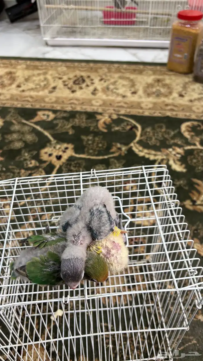 للبيع فروخ شرط صحه ونظافه 2