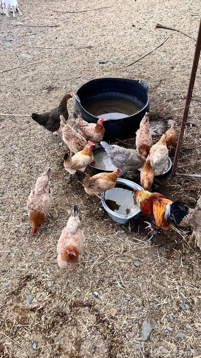 دجاج تركي للبيع على اسوم 1