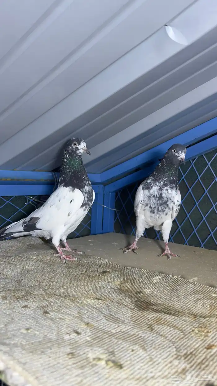 حمام باكستاني تيدي وفرده قولدن 8